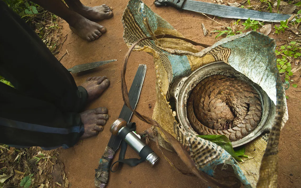 Pangolin captured by hunters, inside an open sack on a dirt road
