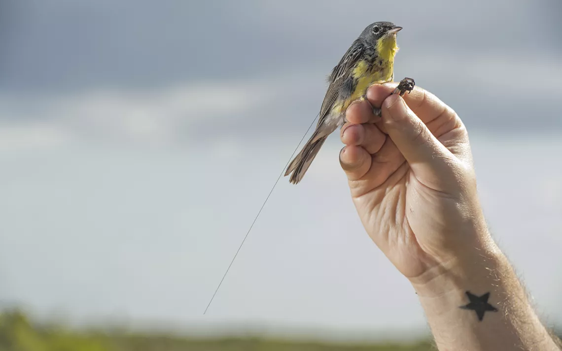 Yellow Kirtland's warbler with a thin antenna attached to its back perched on a hand against a blue sky