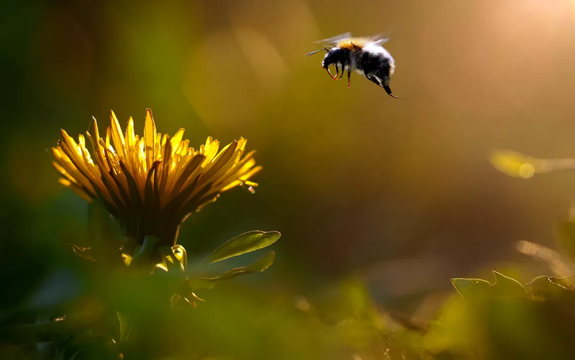 Bumblebee soars over yellow flower against green background