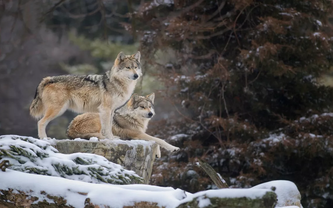 Two Mexican gray wolves
