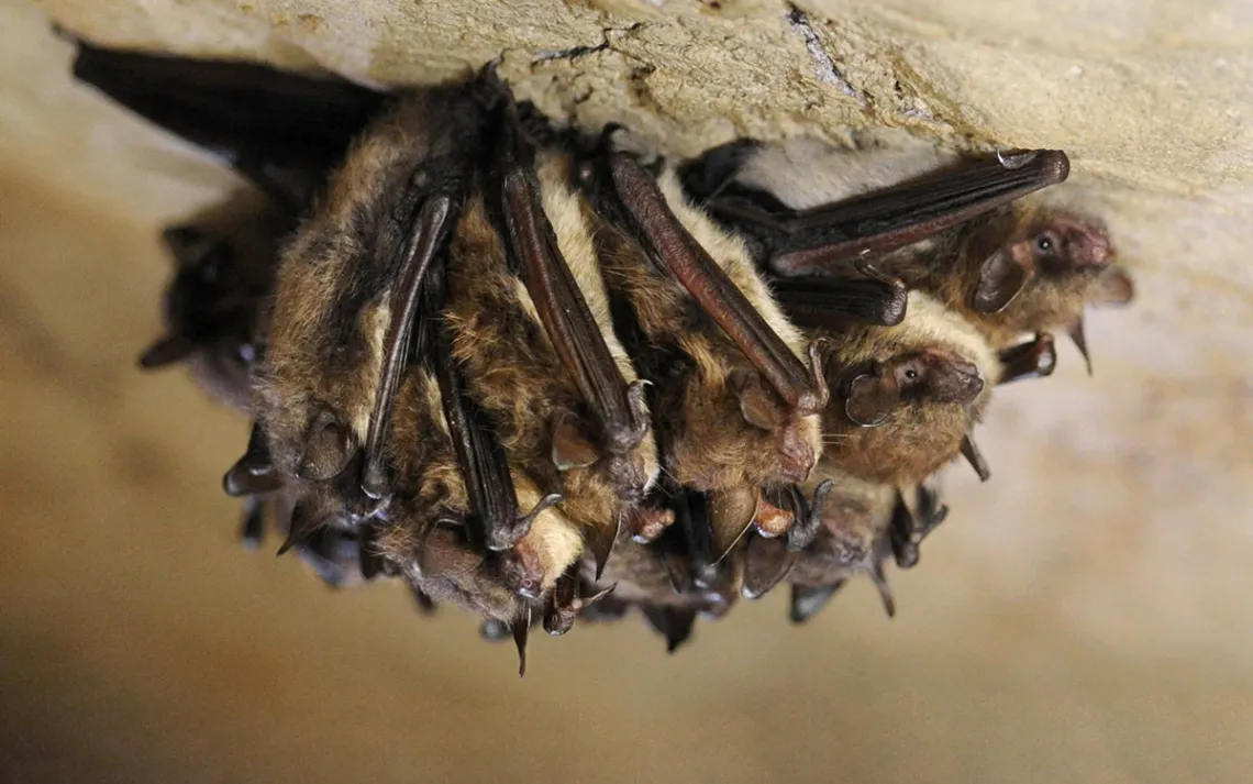 Cluster of little brown bats hanging off the roof of a cave like a tiny furry bunch of grapes