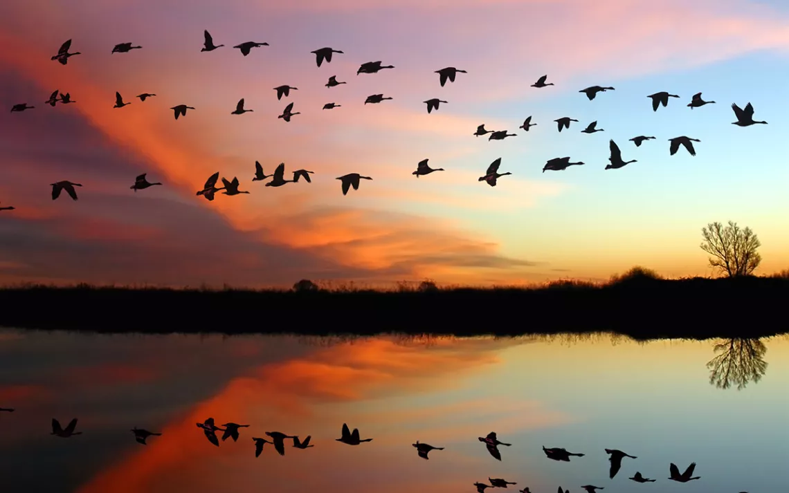 Rainbow-hued sunset with flocks of birds flying over a still body of water that reflects the sky. 
