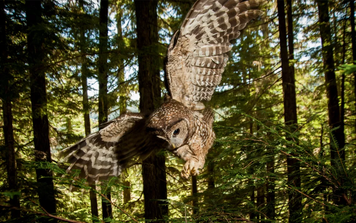 Close-up of a brown and white spotted owl swooping down with wings outstretched and talons in front of it.