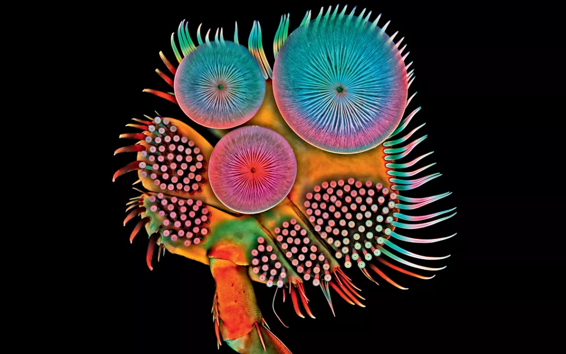 Colorful photo of the underside of a diving beetle with many suction cups.