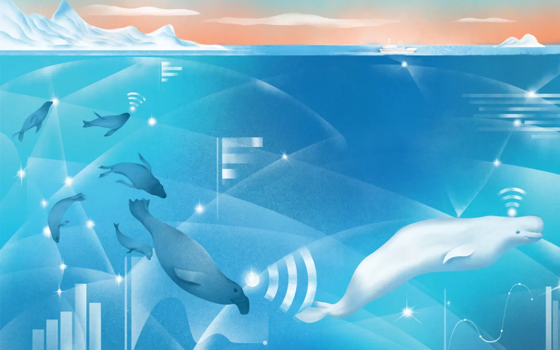 Illustration of various seals and a beluga whale swimming in an icy environment, with Wifi-looking waves emanating from their heads.