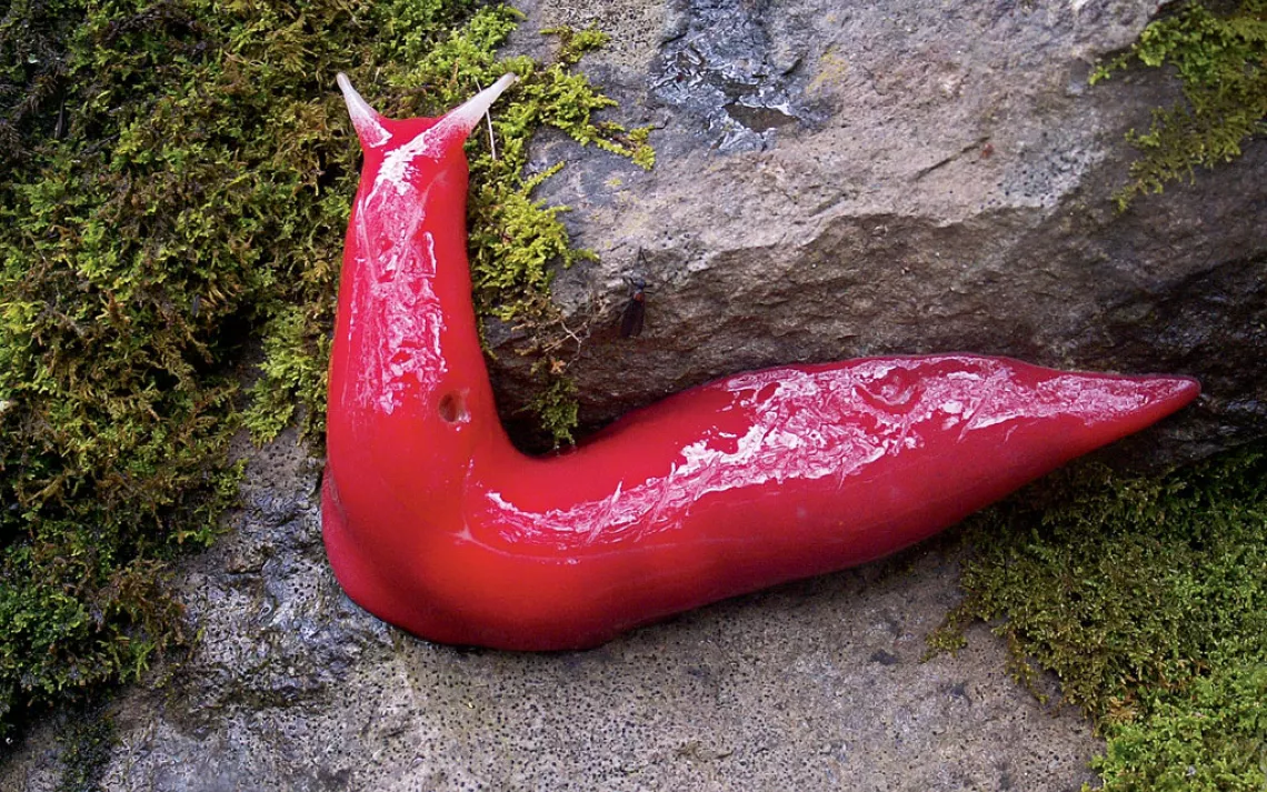 Pink Slug
