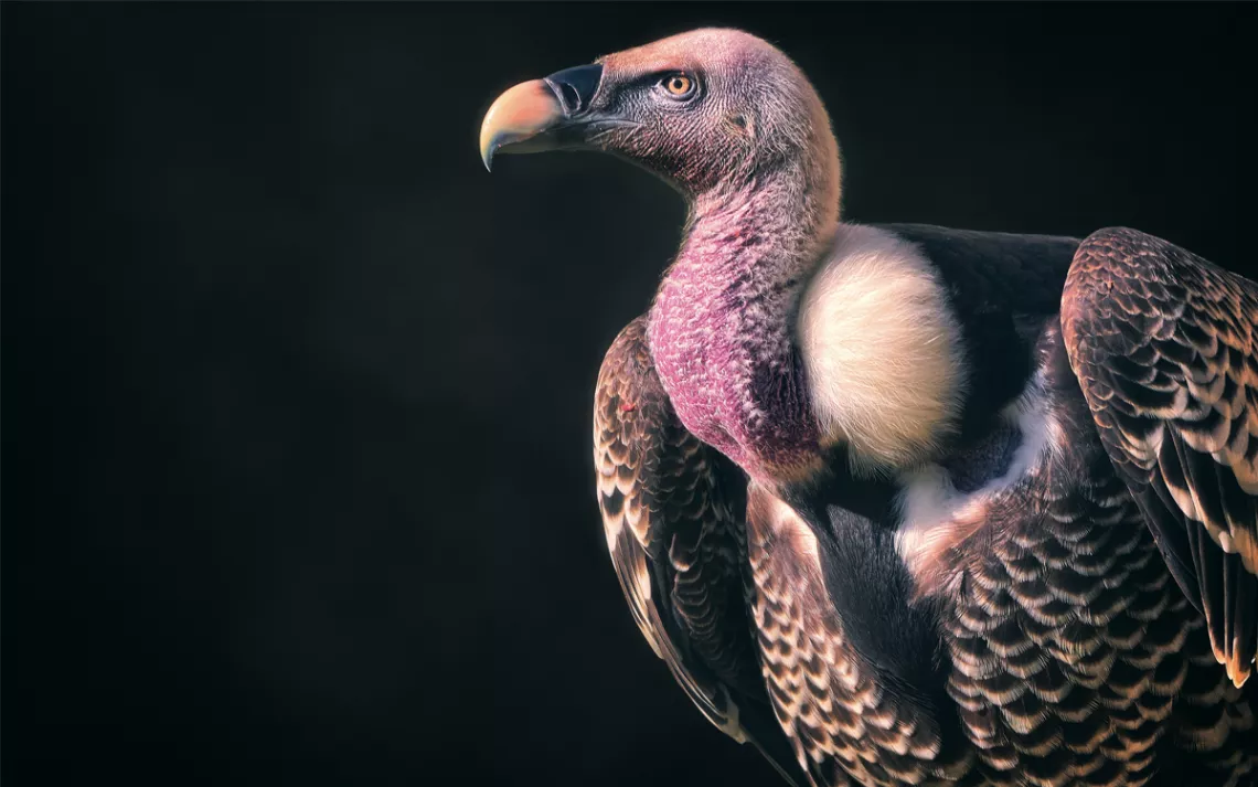 Close-up of a profile of a colorful Rüppell's vulture.