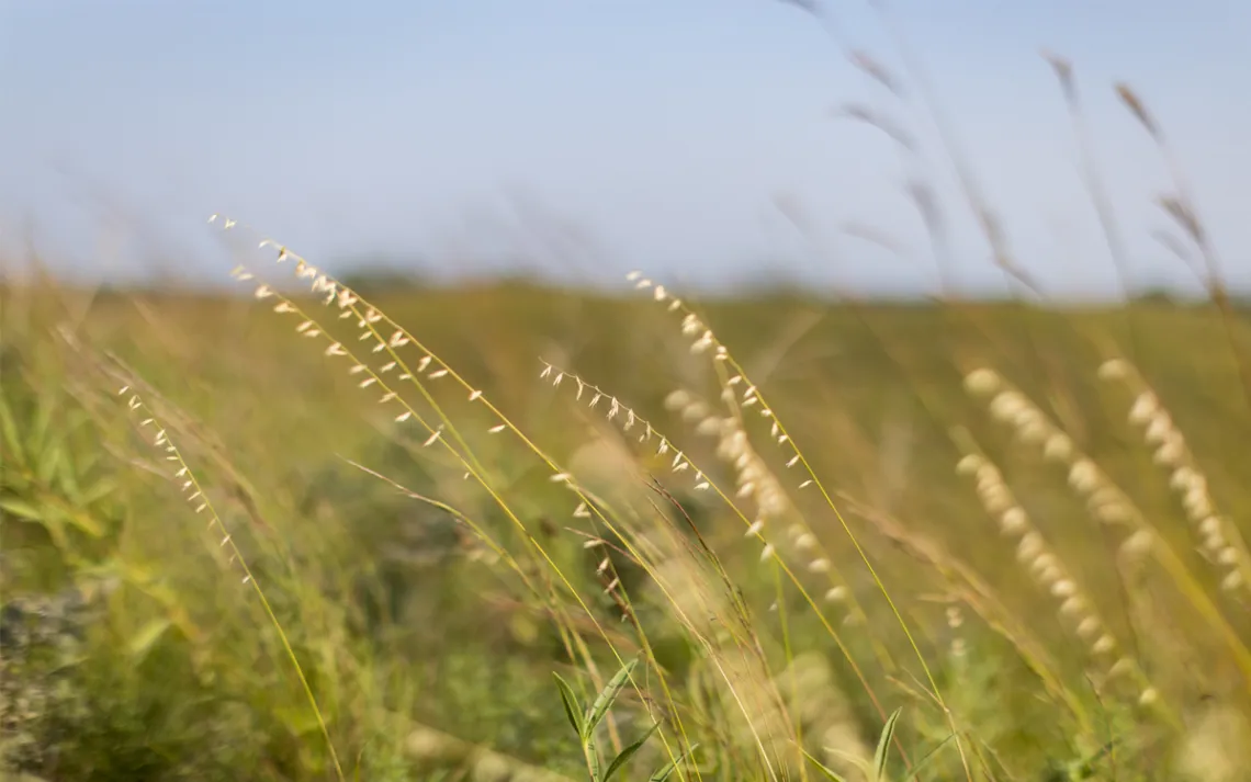Close-up of the tops of tall grasses