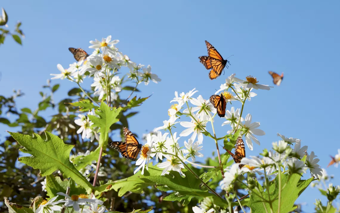Monarch butterflies land on white flowers against a blue sky.