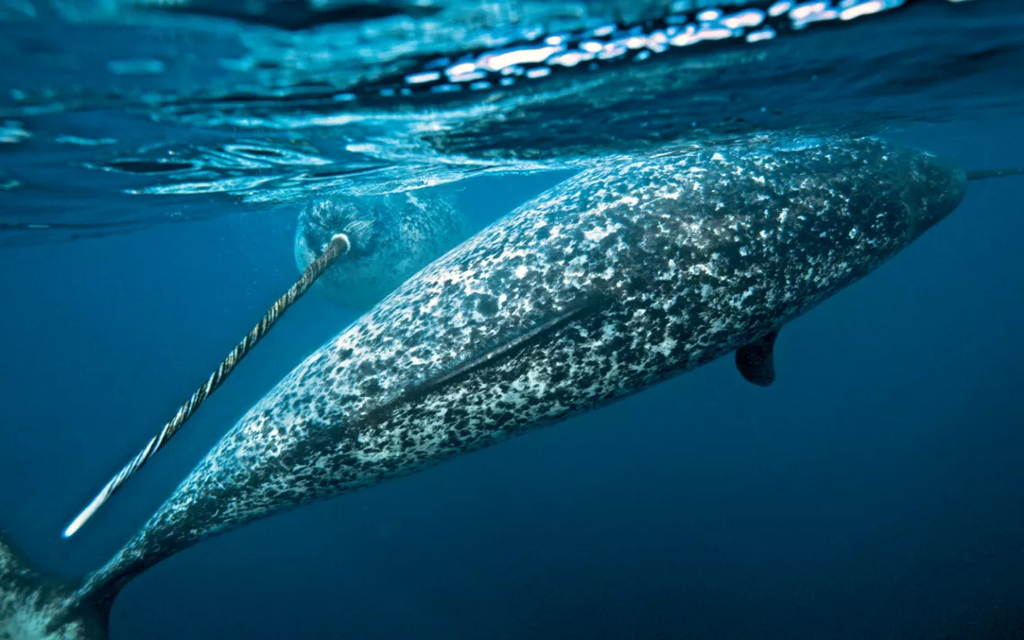Two narwhals with long tusks swim in dark water. 