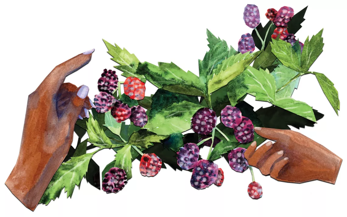 Illustration shows two hands picking blackberries off a bush.