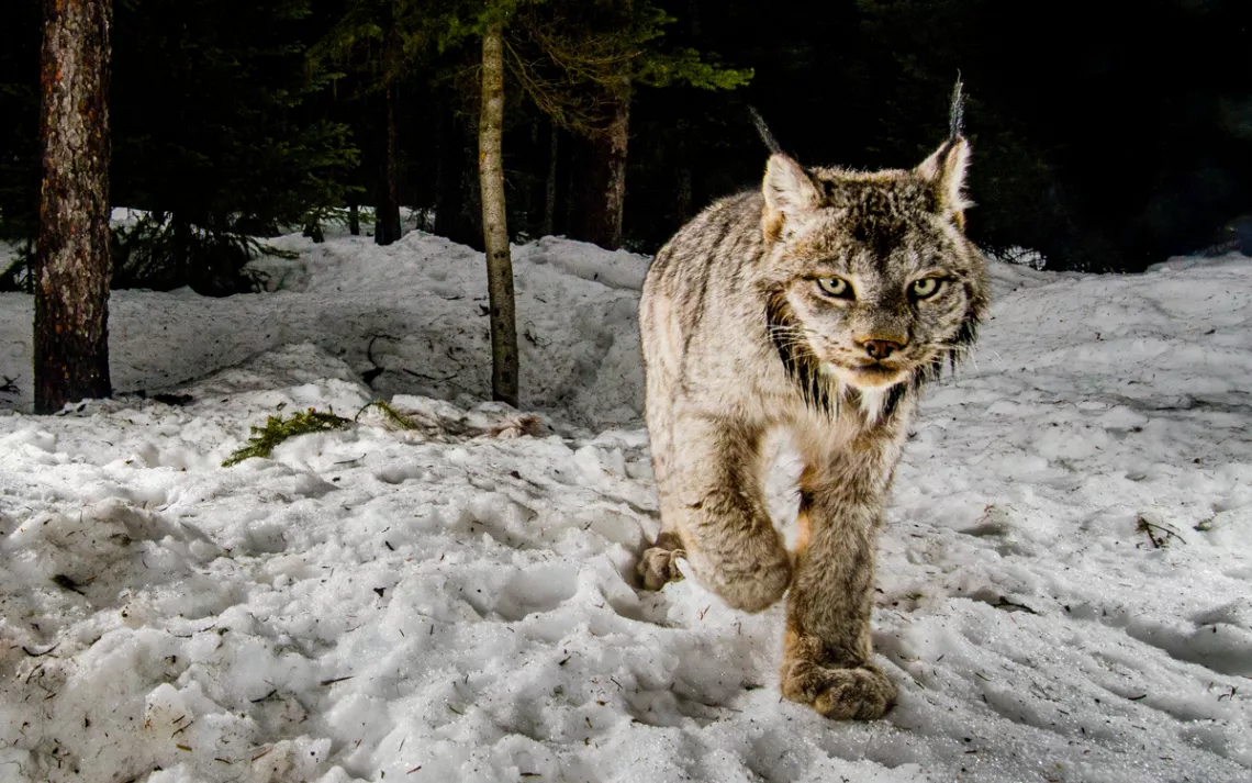 Canada Lynx - Endangered Species Coalition