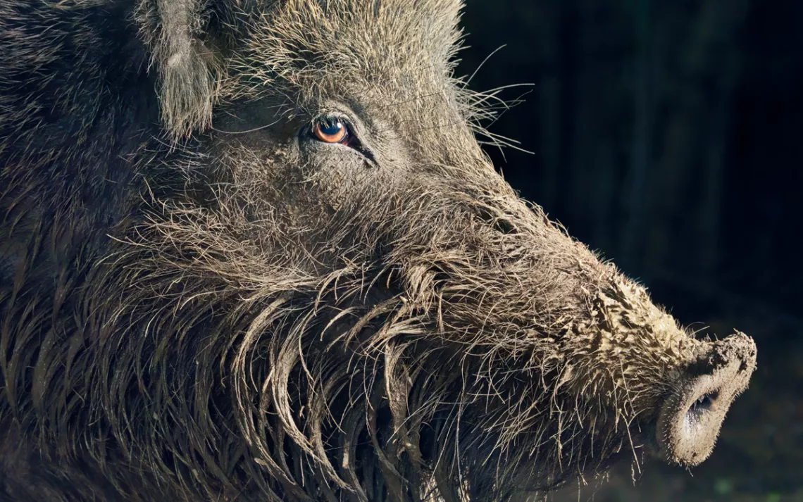 Close-up of a boar's mud-covered snout in profile.