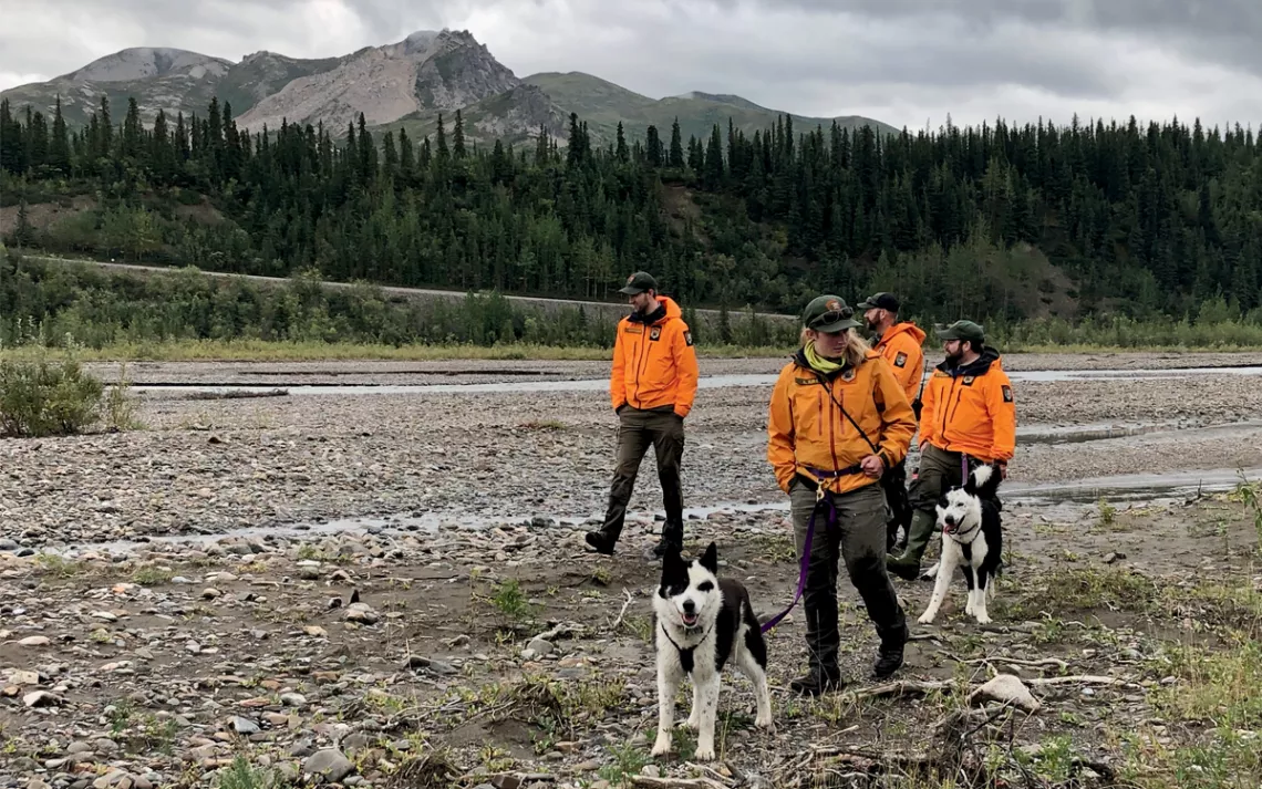 Two black-and-white, leashed Karelian bear dogs walk along a riverbed with four people wearing orange jackets in Alaska.