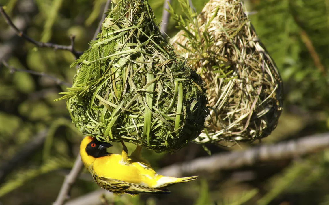 Southern Masked Weaver birds