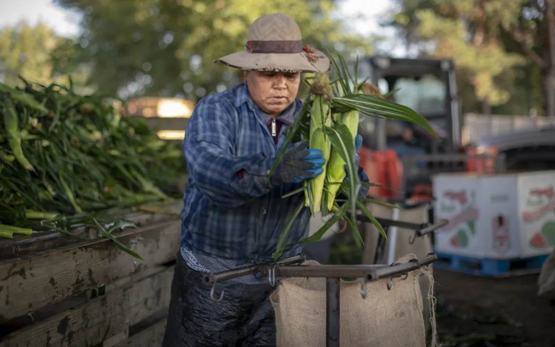 Farmworker in battered brown hat, face partially obscured, holding a handful of recenty harvested corn, surrounded by farmland.