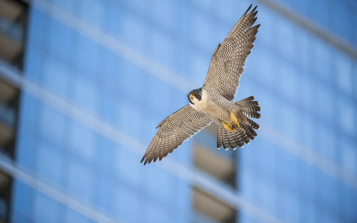 raptor, peregrine falcon, city, bird of prey