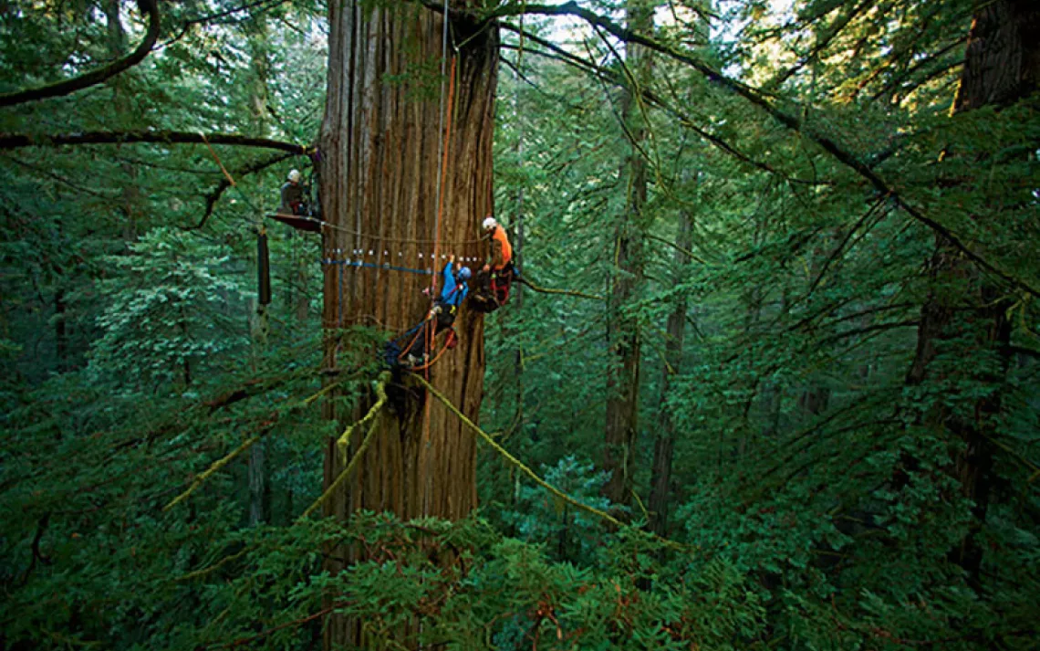 Researchers remove solar-powered sensors from a coast redwood at Northern California's Humboldt Redwoods State Park. | Photo by Michael Nichols/National Geographic Stock