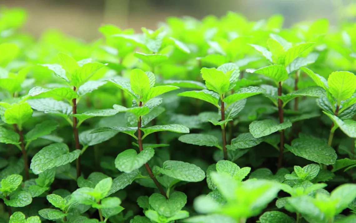 Happy Spring -- now is the time to grow your own herbs!