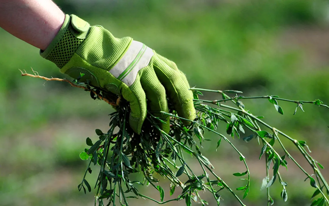 What's a green alternative to roundup?