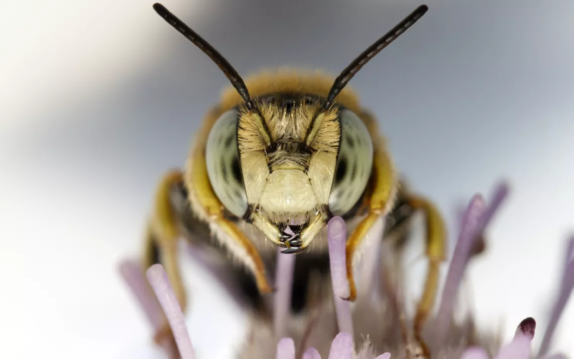 Bee Pollinating