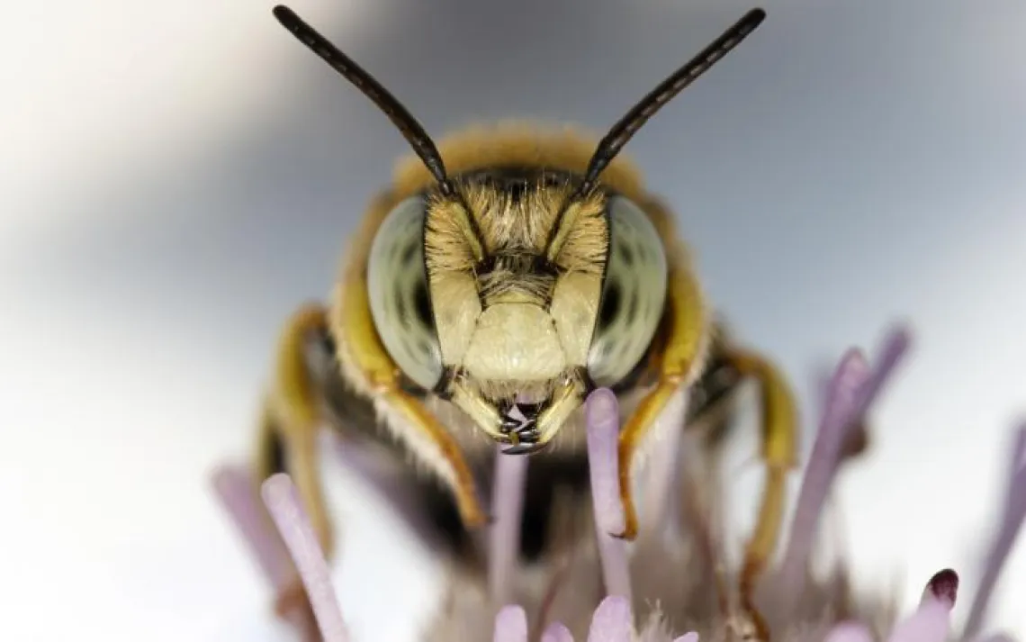 Is this the future? Water on Mars, portabella mushroom batteries and shrinking bee tongues.