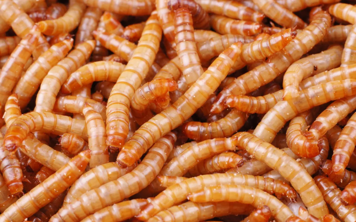 Illicit marijuana threatens weasels, and salt has a secret ingredient (so do the guts of mealworms).