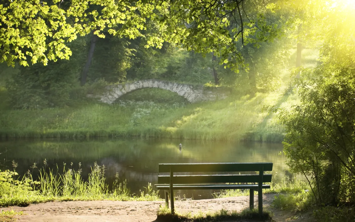 Park bench on a summer day