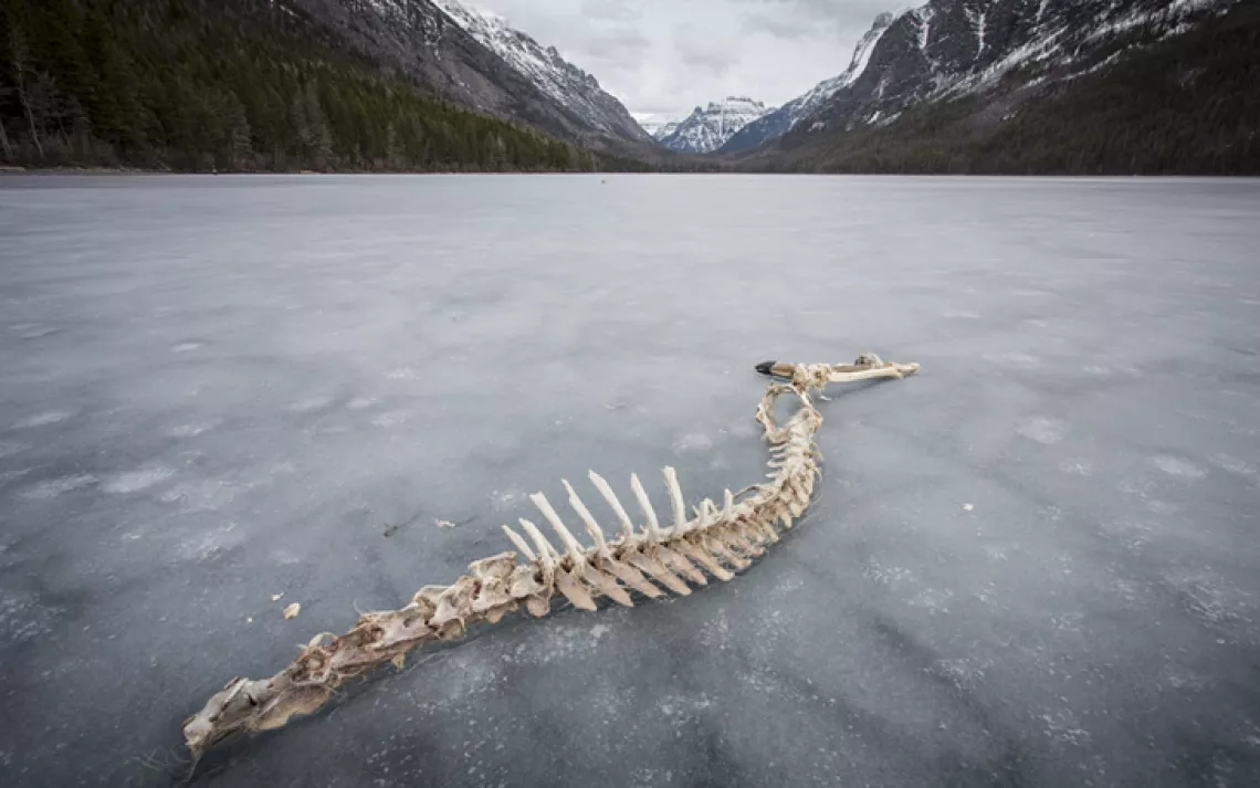 Frozen Kintla Lake, in Glacier National Park, is often littered with carcasses left by wolves.