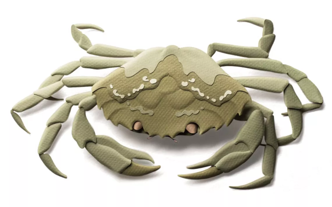 Sierra magazine tells you how to find—and cook—lionfish, Chinese mystery snails, and more.