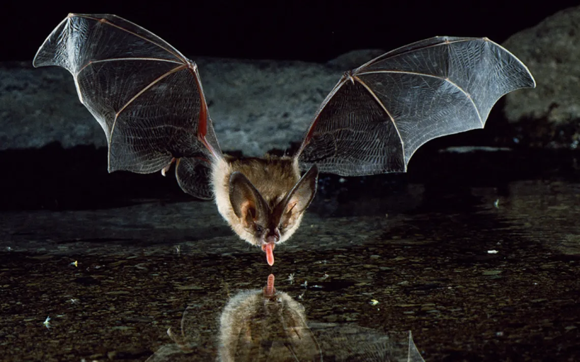 The Townsend's big-eared bat