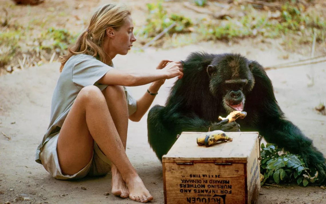 Jane Goodall grooming David Greybeard, the chimp who went on to upend ideas about primate intelligence.