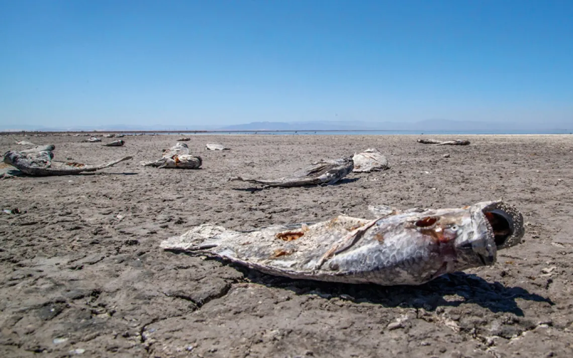 Without an adequate water supply, the receding Salton Sea leaves behind dead fish and toxic, asthma-inducing dust.