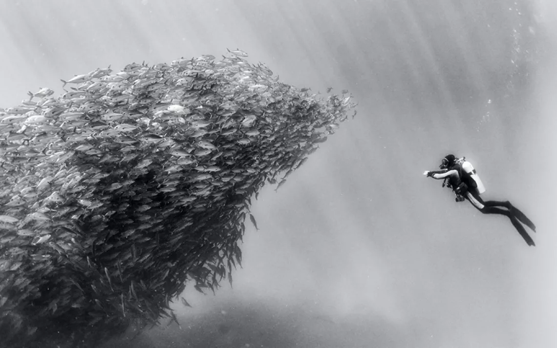 A diver in Cabo Pulmo National Park, Mexico, gets close to a large school of bigeye trevallies