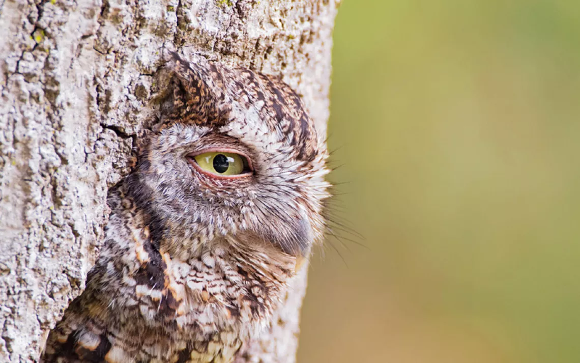 Eastern screech owls made a home in a hollowed-out palm tree in a neighborhood in Cocoa, Florida.