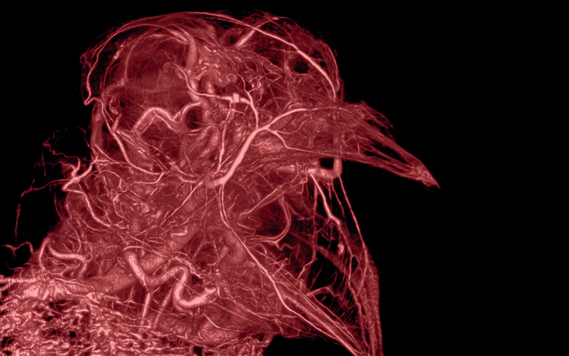 A CT scan of a pigeon's profile against a black background, highlighting the many tiny lines of its vascular system 