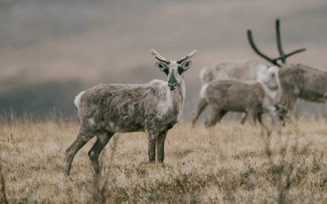 A caribou in the Arctic National Wildlife Refuge