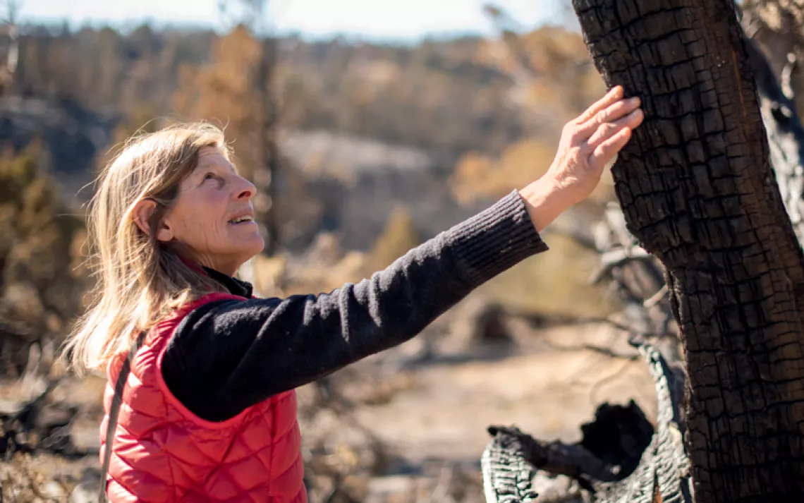 Katie Fite, wearing a red vest, reaches out to touch a burned juniper tree.