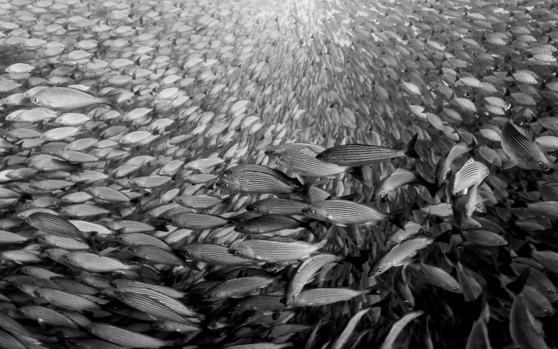 A split-level black-and-white photo shows a cormorant about to dive into an enormous school of fish.