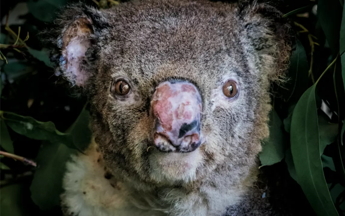 Closeup of a koala's face. His nose is badly burned.