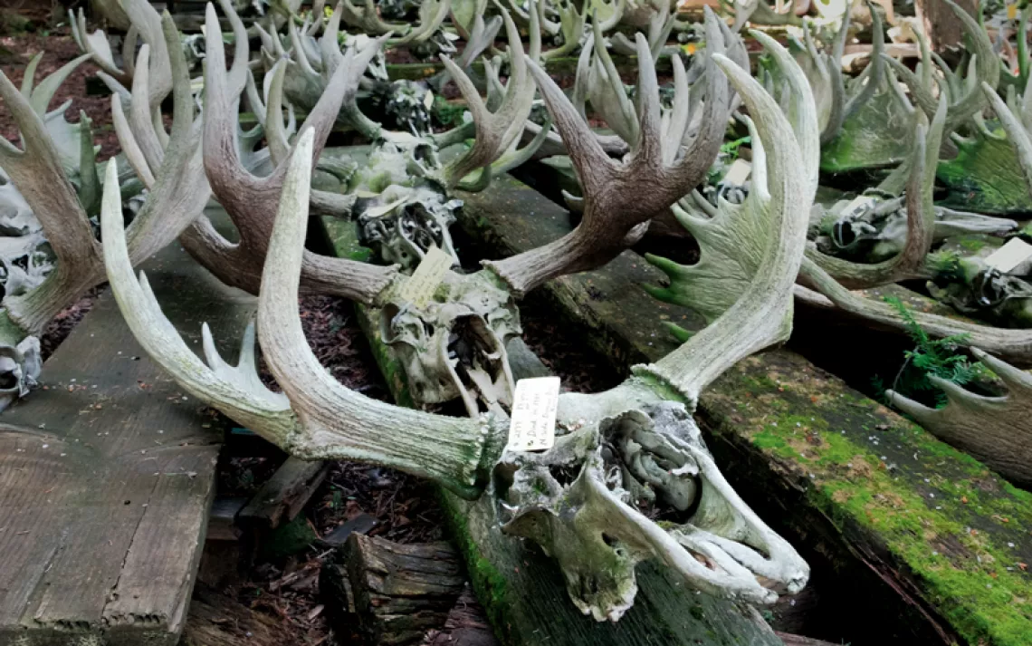Many moose skulls and antlers lined up on the ground