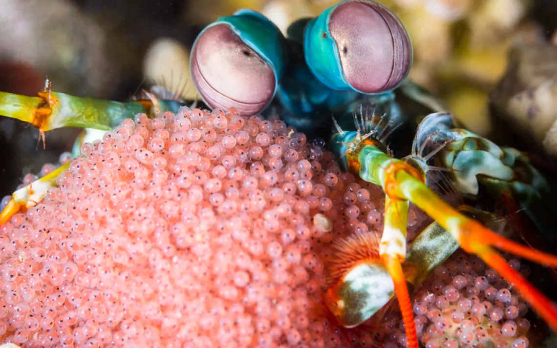 Close-up of a peacock mantis shrimp carrying hundreds of pink eggs. It has bulging eyes and is very colorful (turquoise, orange, yellow, and purple).
