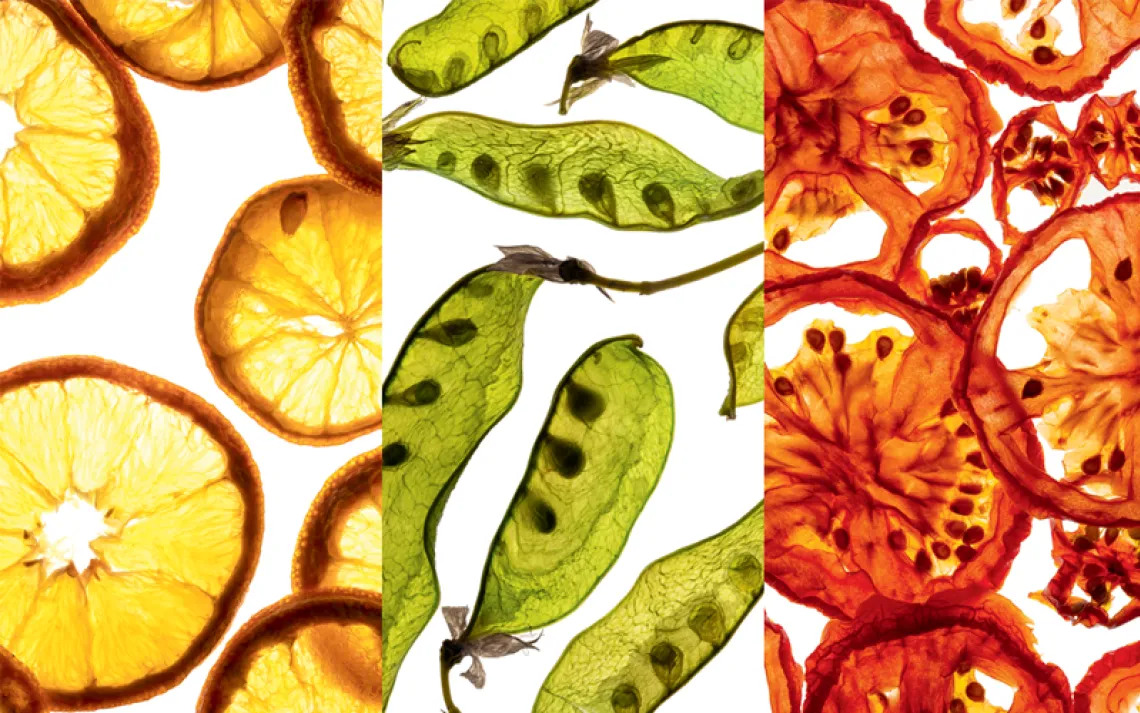 Dehydrated lemons, snap peas, and tomatoes with light shining through.