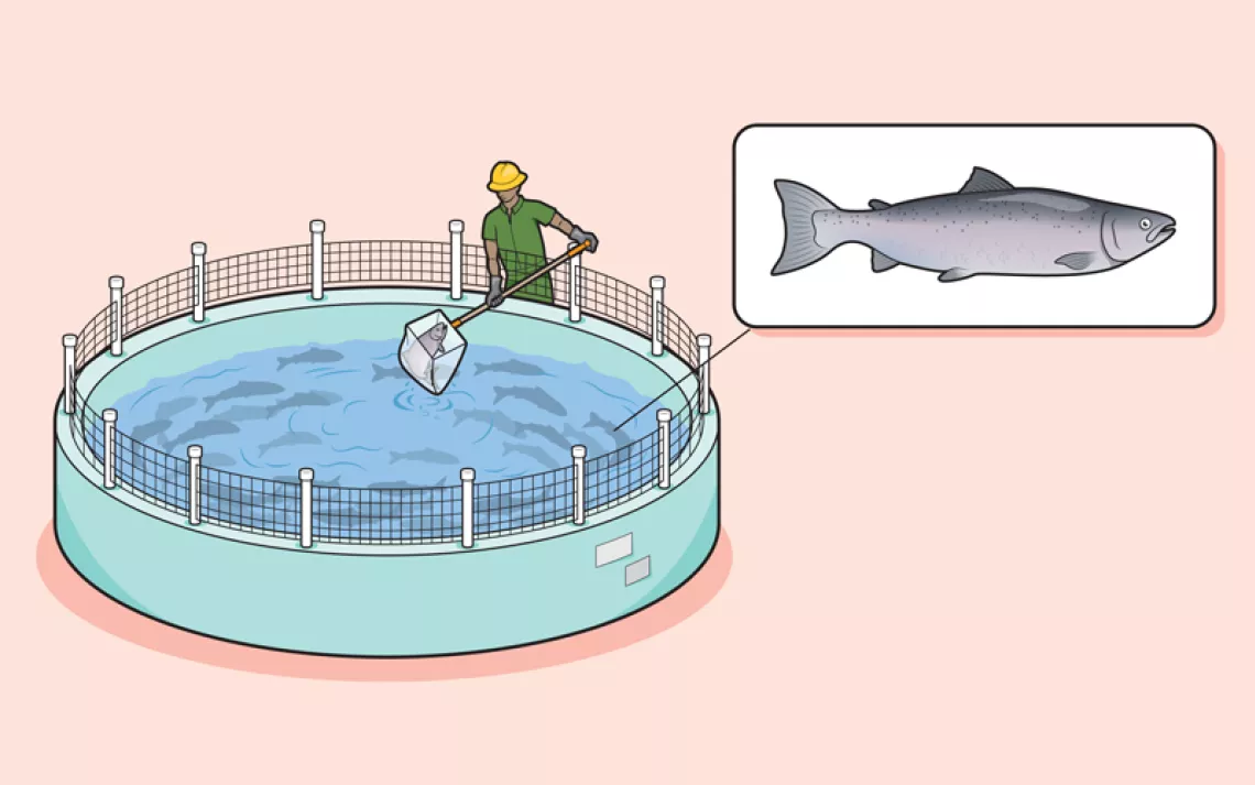 Illustrations show the phases of land salmon farming, including trays of eggs, tanks with fry, and someone scooping out a grown salmon from a tank.