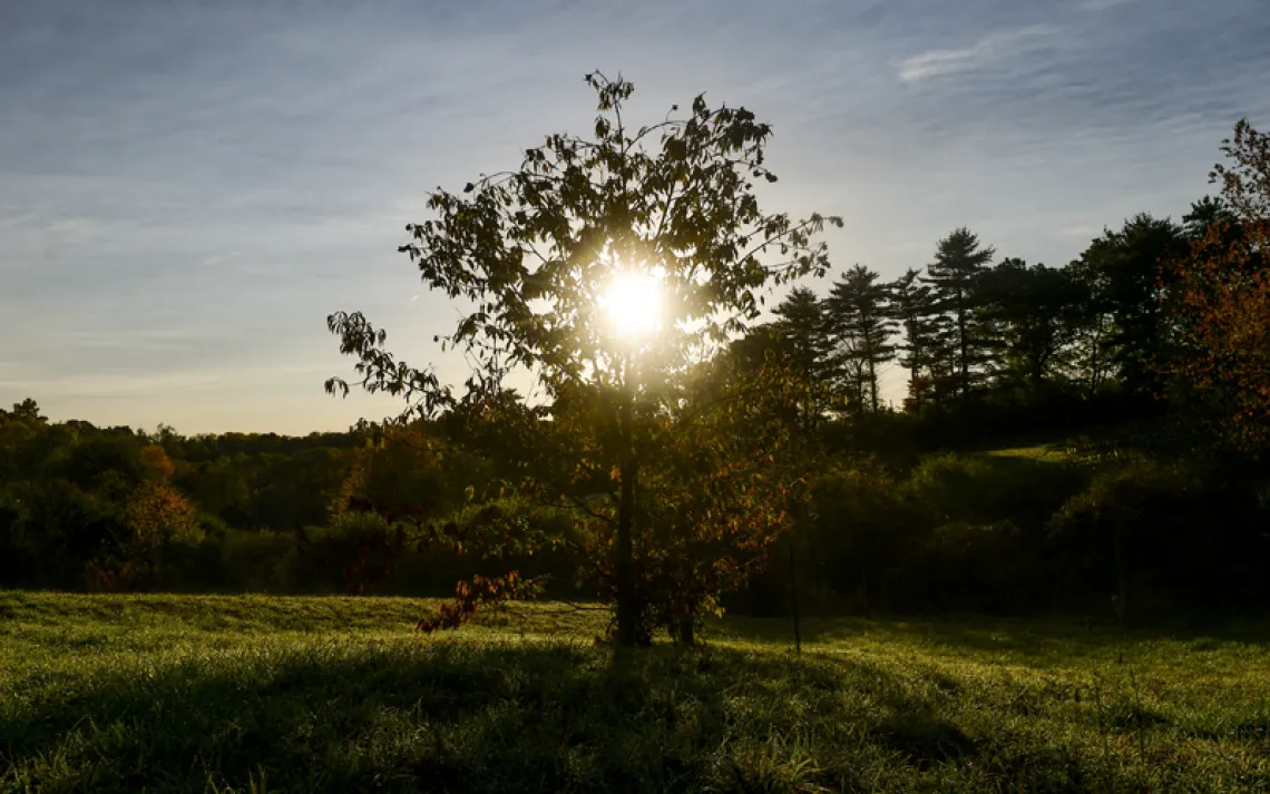 he sun shines through the branches of a chestnut tree in a meadow.