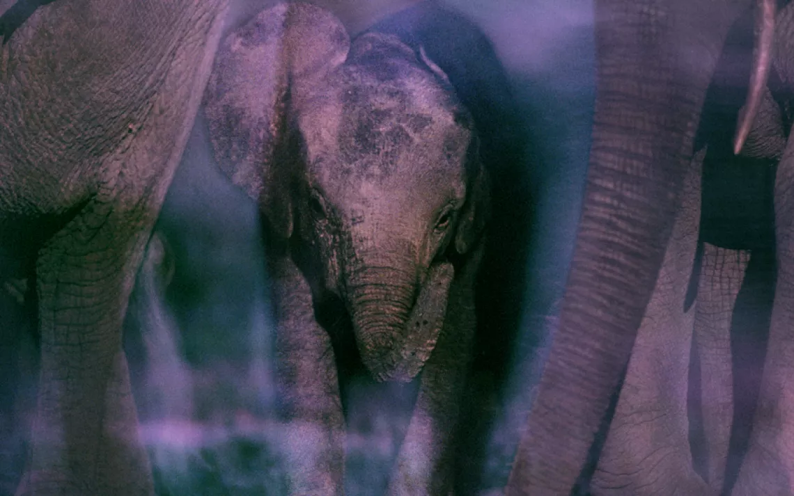 Close-up of a young elephant walking between two bigger elephants toward the camera.