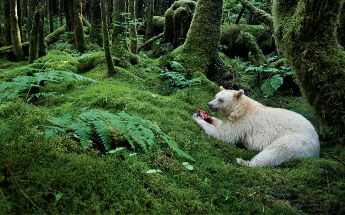 A white black bear lies in a lush green forest eating a fleshy salmon.