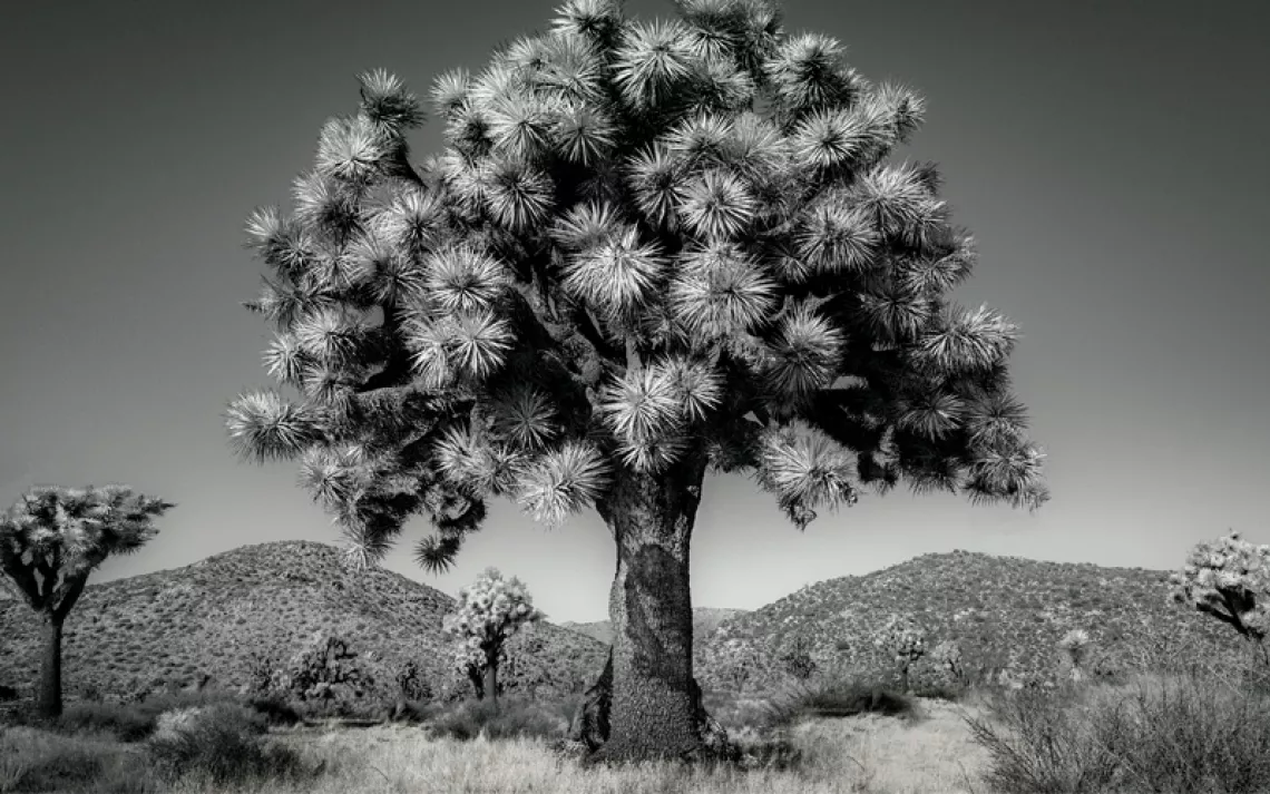 Black-and-white image shows a full Joshua tree amid a few others in a dry, scrubby landscape.