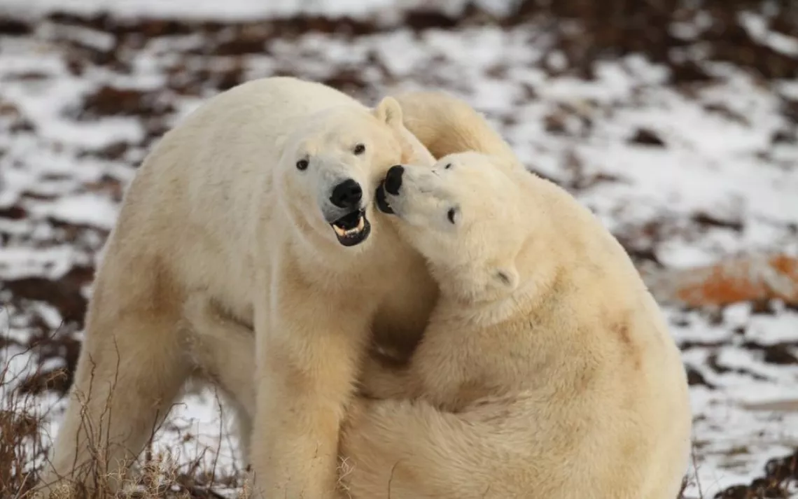 Polar Bears