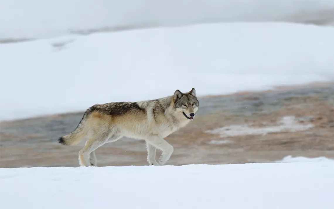 Wyoming Is Waging a War on Wolves